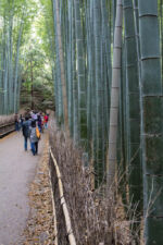 Bamboo Path Arashiyama