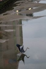 Schwan in Fukuoka beim Start Fukuoka