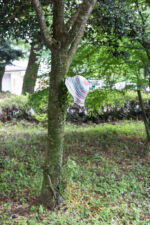 Schönes Motiv, Kirishima Kirishma