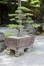 HAlb Bonsai Kirishma