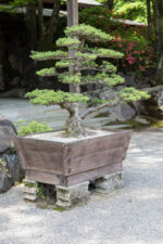 HAlb Bonsai Kirishma