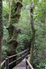 Trail 30 min einfach Yakushima