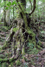 Baum am Trail 30 min Yakushima