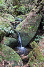so klares Wasser habe ich schon lang nicht mehr gesehen Yakushima
