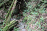 trail 80 min nicht mehr so einfach Yakushima