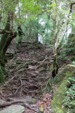 trail 150 min Schweiß treibend Yakushima