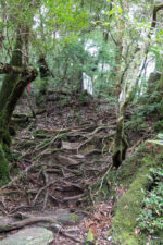 trail 150 min Schweiß treibend Yakushima