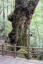 Baum Buddhasugi 1900 Jahre alt Yakushima